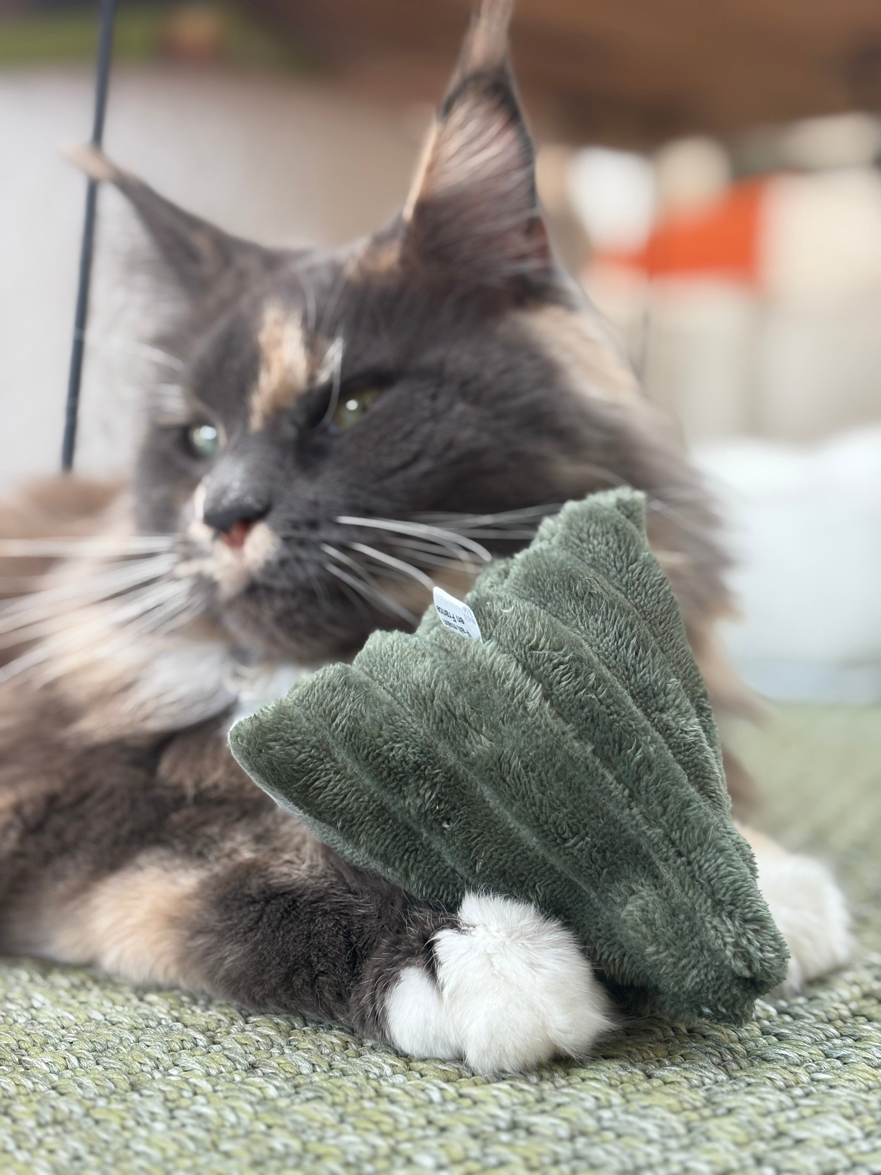 Chats anxieux