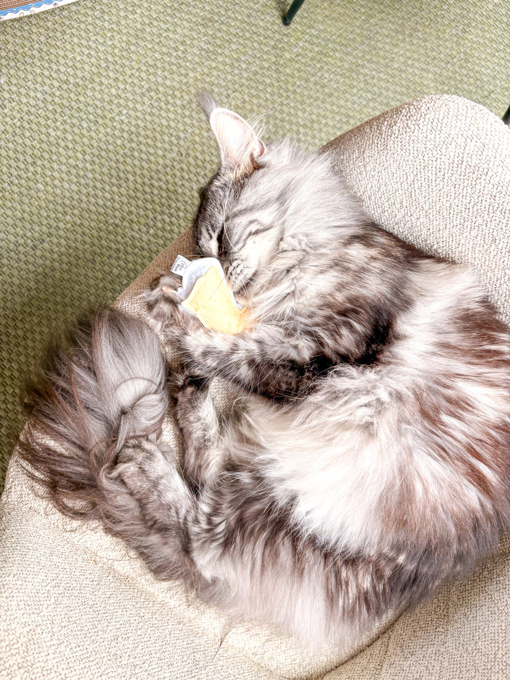 Jouet camembert pour chat detail matiere feutrine douce herbe bio - La Boutique Pheline