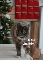 Calendrier de l'avent pour chat