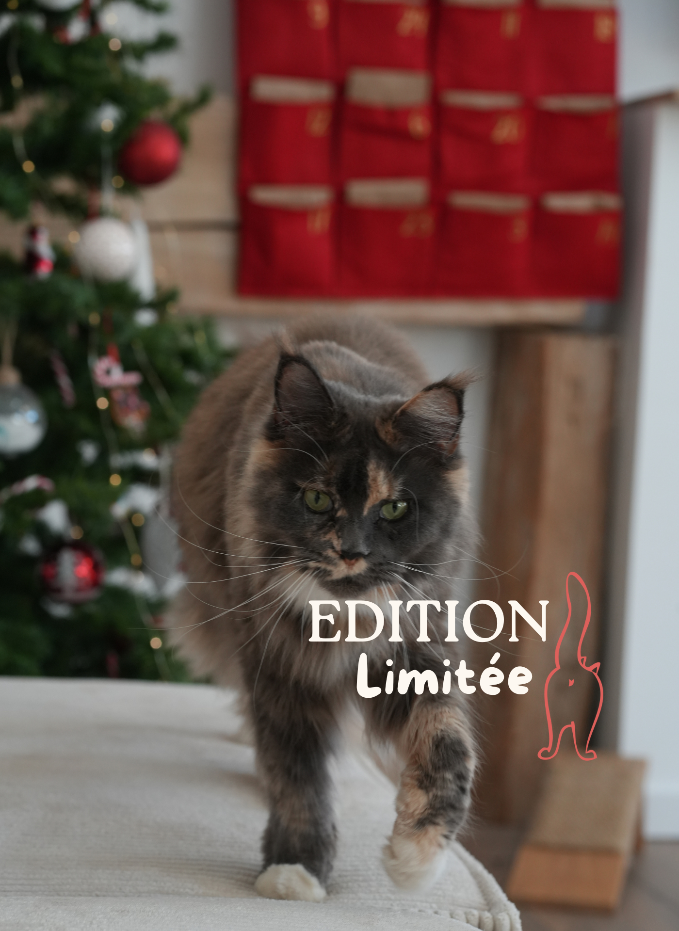 Calendrier de l'avent pour chat