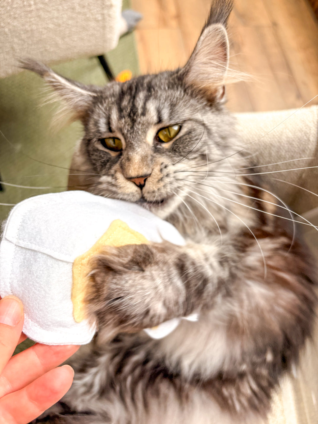Jouet camembert pour chat en situation de jeu herbe a chat bio - La Boutique Pheline