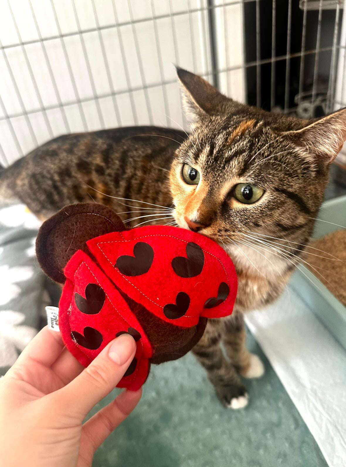 Jouet pour chat coccinelle en feutrine herbe a chat bio fait main France - La Boutique Pheline