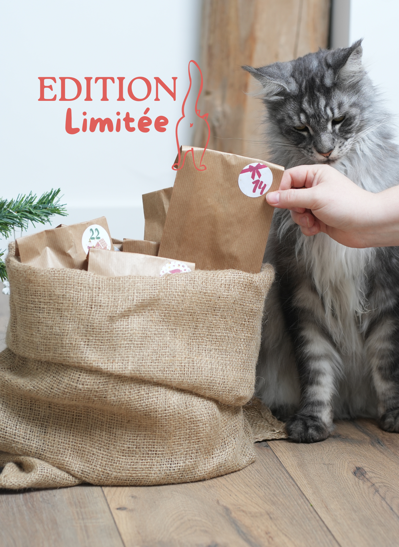 Hotte de l'avent pour chat