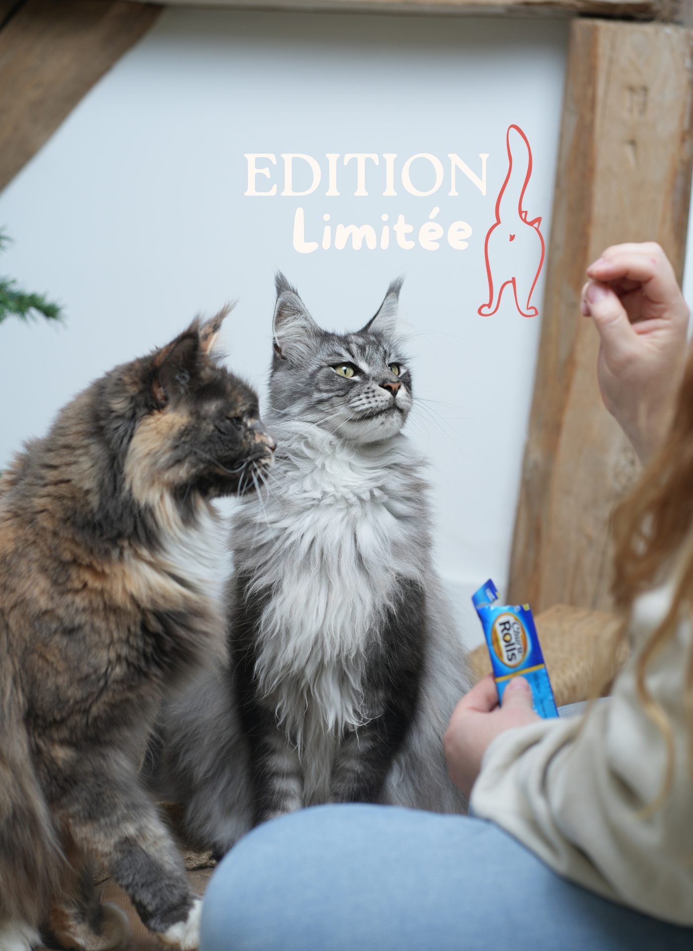 Recharge - Calendrier de l'avent pour chat