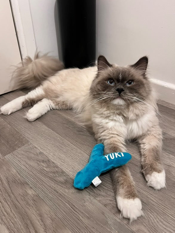 Doudou Chat'lettre