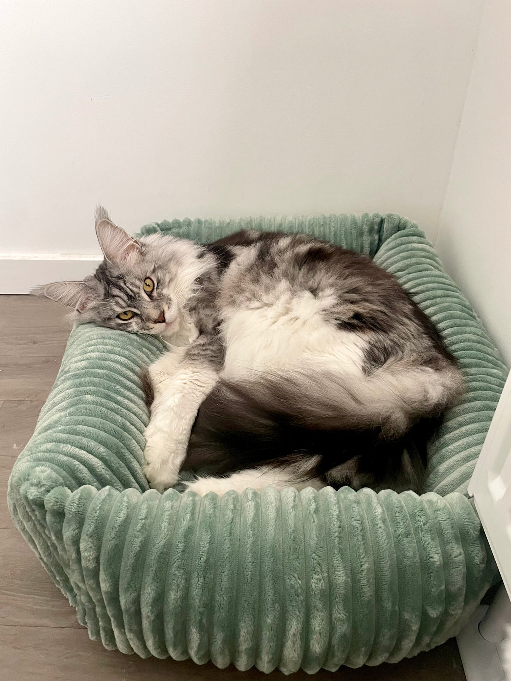 Panier pour chat moelleux