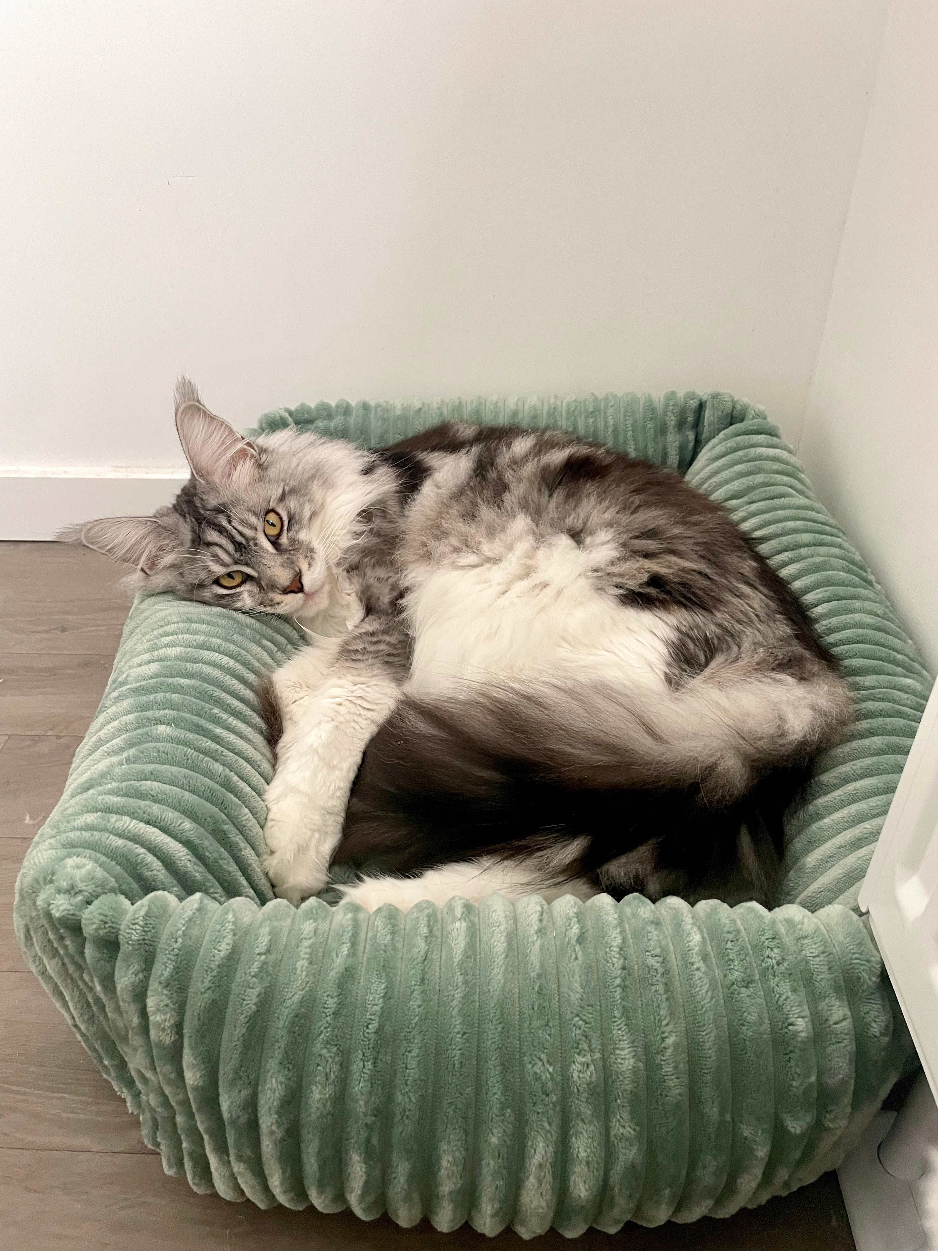 Panier pour chat moelleux