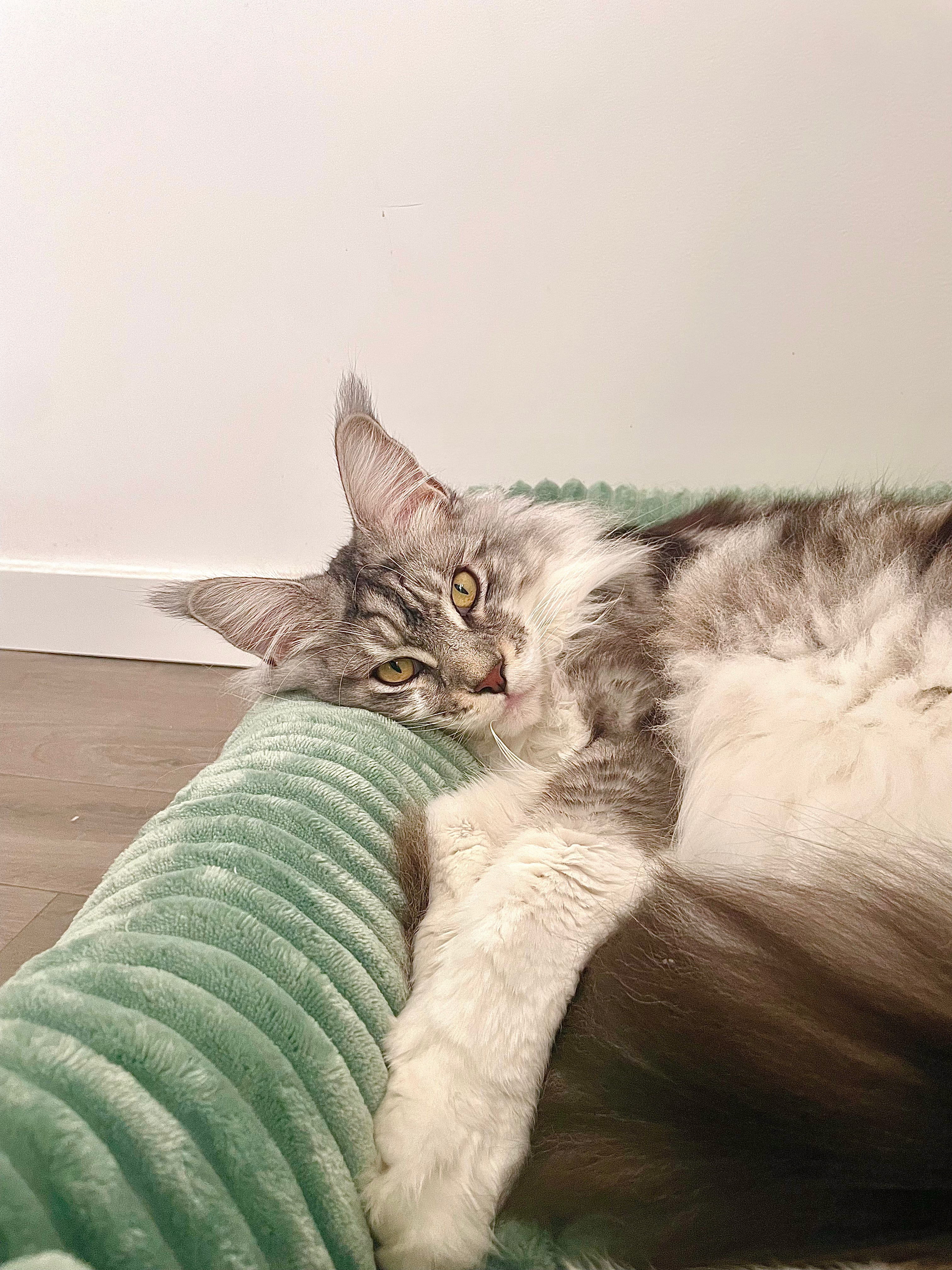 Panier pour chat moelleux