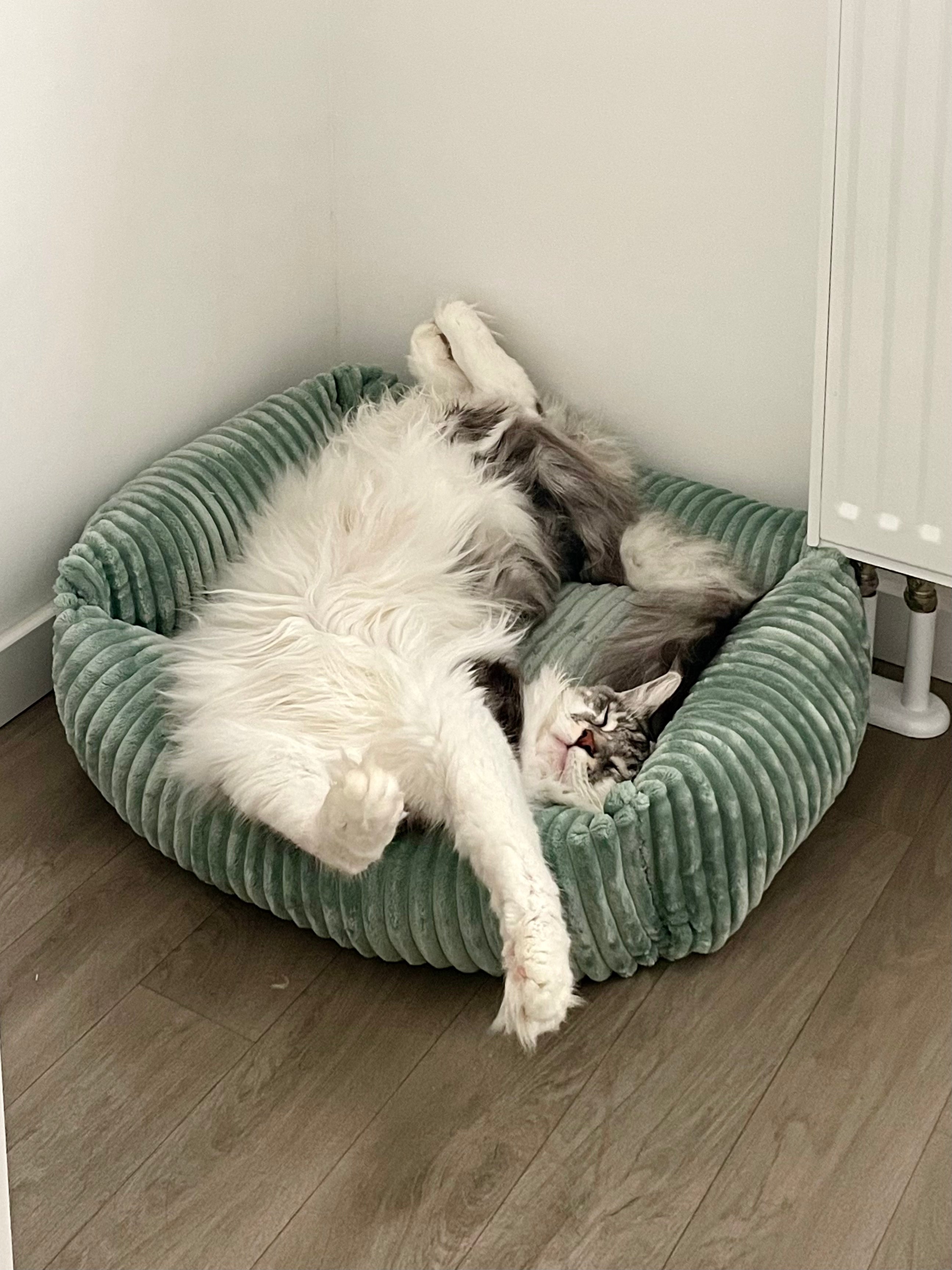 Panier pour chat moelleux