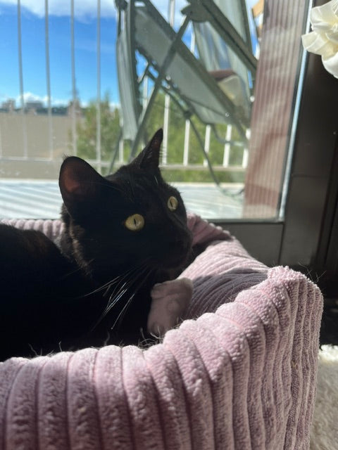 Panier pour chat moelleux